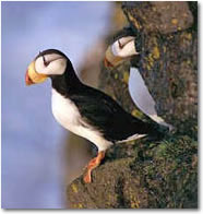 Alaskan Puffins